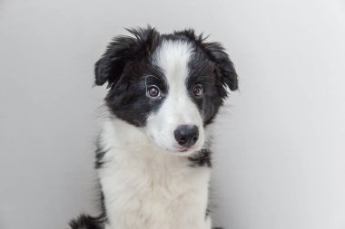 Komik stüdyo portre sevimli güleryüzlü köpek yavrusu köpek kenar kömür ocağı beyaz arka plan üzerinde