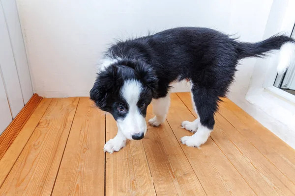 Divertido retrato de lindo olor a perro collie frontera del perro en casa. Cuidado de mascotas y concepto de animales — Foto de Stock