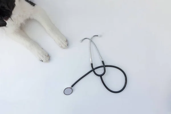 Puppy perro borde collie patas y estetoscopio aislado sobre fondo blanco. Perro pequeño en recepción en el médico veterinario en la clínica veterinaria — Foto de Stock