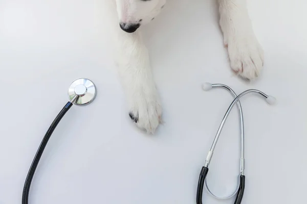 Valp hund Border Collie tassar och stetoskop isolerade på vit bakgrund. Liten hund i receptionen på veterinär läkare i veterinärkliniken — Stockfoto