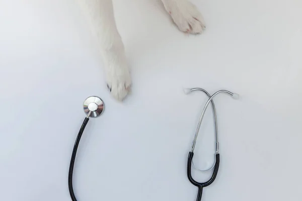 Puppy dog border collie paws and stethoscope isolated on white background. Little dog on reception at veterinary doctor in vet clinic