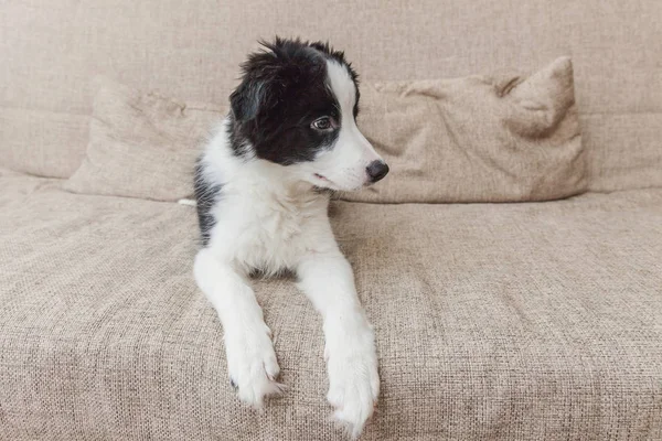 Evde kanepede sevimli smilling köpek yavrusu sınır collie Komik portre. Evcil hayvan bakımı ve hayvan konsepti — Stok fotoğraf