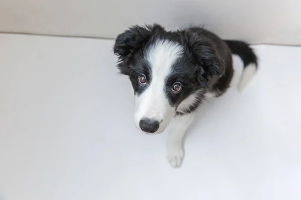 白地にかわいい smilling 子犬犬ボーダーコリーの面白いスタジオ ポートレート — ストック写真