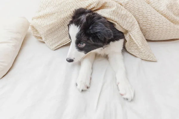 Legrační portrét smilling roztomilé štěně psa border kolie v posteli doma — Stock fotografie
