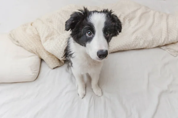 Legrační portrét smilling roztomilé štěně psa border kolie v posteli doma — Stock fotografie