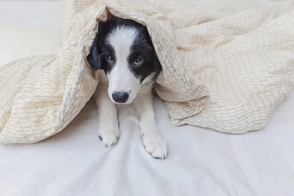 Grappige portret van schattige smilling Bordercollie puppy hond in bed thuis — Stockfoto