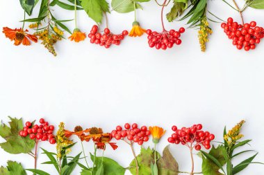 Sonbahar bitkiler Viburnum çilek, turuncu ve beyaz arka planda sarı çiçekler yapılmış sonbahar kompozisyon çerçevesi