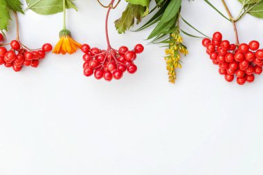 Sonbahar bitkiler Viburnum çilek, turuncu ve beyaz arka planda sarı çiçekler yapılmış sonbahar kompozisyon çerçevesi