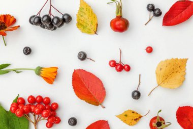 Sonbahar bitkiler Viburnum yapılmış sonbahar kompozisyon, chokeberry Rowan çilek, dogrose, beyaz arka planda yaprakları ve çiçekler