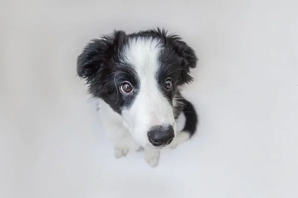 Retrato de estúdio engraçado de bonito cachorro sorridente borda collie cão isolado no fundo branco. Pet cuidado e animais conceito — Fotografia de Stock