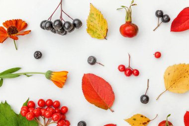 Sonbahar bitkiler Viburnum yapılmış sonbahar kompozisyon, chokeberry Rowan çilek, dogrose, beyaz arka planda yaprakları ve çiçekler