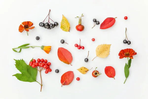 Composition automnale faite de plantes d'automne viorne, baies de rowan de chokeberry, dogrose, feuilles et fleurs sur fond blanc — Photo