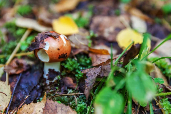 Edible small mushroom Russula with red russet cap in moss autumn forest background. Fungus in the natural environment close up — Stock Photo, Image