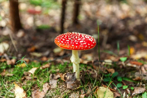 Giftig och hallucinogen svamp flyga Agaric i gräs på hösten Forest bakgrund. Röd giftig Amanita muscaria svamp närbild — Stockfoto