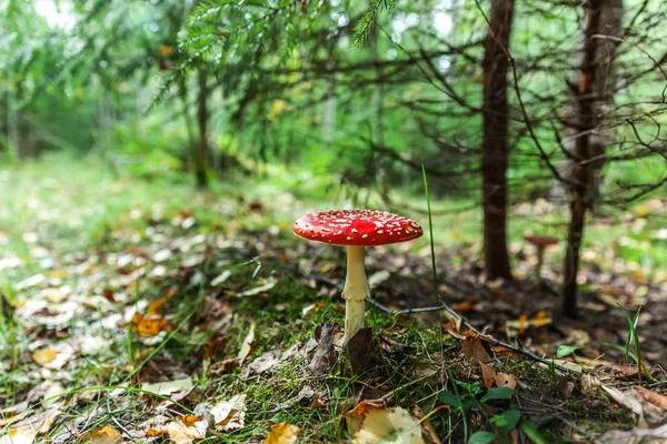 Cogumelo tóxico e alucinógeno Voe Agaric na grama no fundo da floresta de outono. Vermelho venenoso Amanita Muscaria fungo de perto — Fotografia de Stock