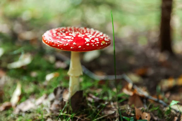 Giftig och hallucinogen svamp flyga Agaric i gräs på hösten Forest bakgrund. Röd giftig Amanita muscaria svamp närbild — Stockfoto
