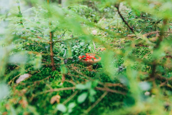 Comestible pequeña seta Russula con gorra roja russet en el fondo del bosque de otoño de musgo. Hongos en el entorno natural de cerca — Foto de Stock