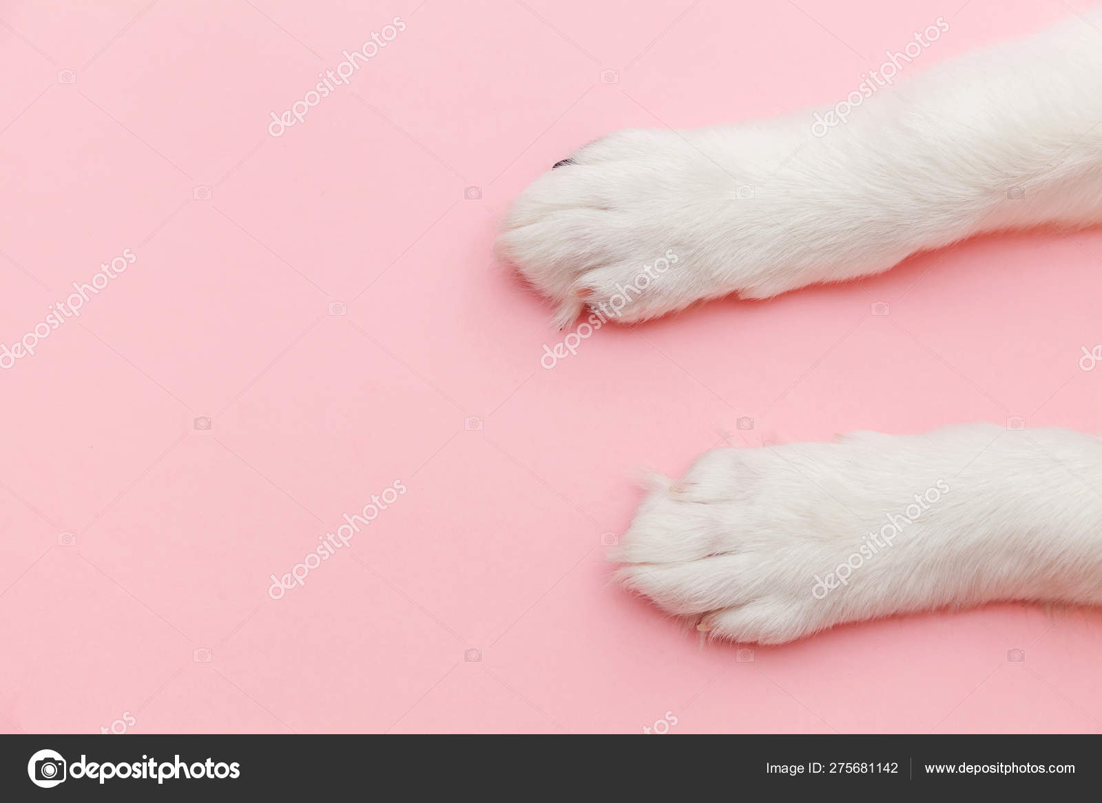 Puppy dog white paws isolated on pink pastel trendy background