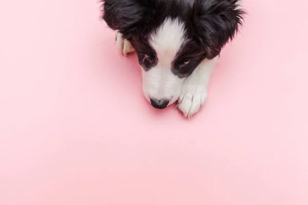 Funny studio portrait of cute smilling puppy dog border collie on pink pastel trendy background — Stock Photo, Image