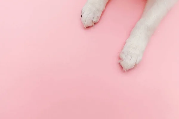 Filhote de cachorro patas brancas isoladas no fundo da moda pastel rosa — Fotografia de Stock