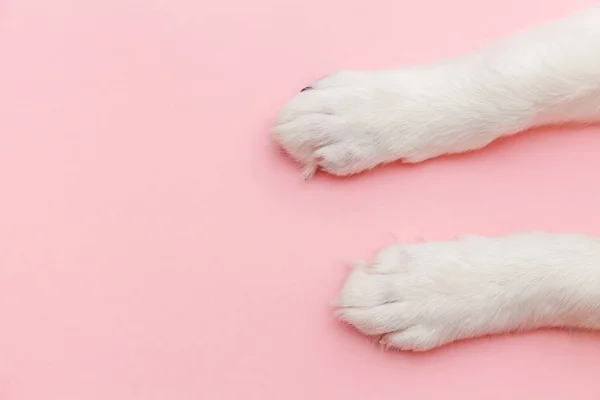 Puppy dog white paws isolated on pink pastel trendy background