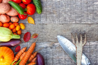 Farklı taze organik sebzeler ve kır tarzı ahşap arka planda bahçe aletleri. Yerel bahçe temiz yiyecek üretiyor.