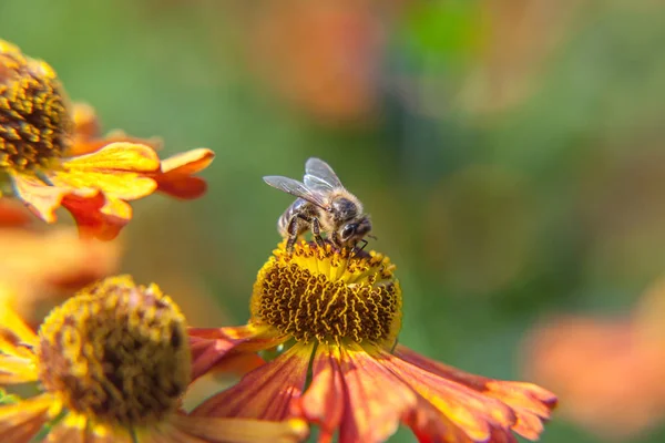 Μελισσούλα που καλύπτεται με κίτρινη γύρη πίνει νέκταρ, επικονίασης πορτοκαλί λουλούδι. Η ζωή των εντόμων. Κλείσιμο μακροεντολής — Φωτογραφία Αρχείου