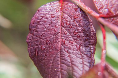 Bağcılık şarap sanayi. Damla yağmur suyu üzerinde Yeşil üzüm yaprakları bağ