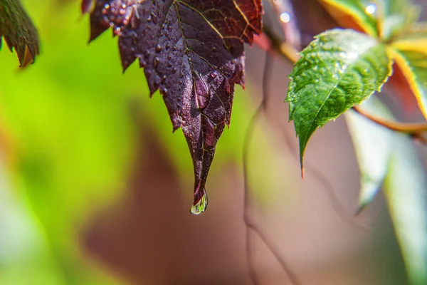 Industria vitivinícola. Gotas de agua de lluvia sobre hojas de uva verde en el viñedo — Foto de Stock