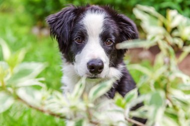 Park veya bahçe arka planda yeşil çim çim üzerinde oturan sevimli gülümseme yavru köpek sınır Collie komik açık portre