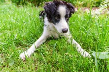 Park veya bahçe arka planda yeşil çim çim üzerinde yatarken sevimli gülümseme yavru köpek sınır Collie komik açık portre