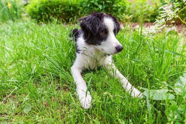 Funny outdoor portrait of cute smilling puppy dog border collie lying down on green grass lawn in park or garden background — Stock Photo, Image