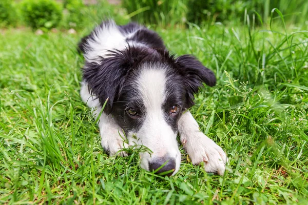 Funny outdoor portrait of cute smilling puppy dog border collie lying down on green grass lawn in park or garden background — Stock Photo, Image