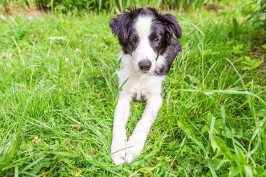 Park veya bahçe arka planda yeşil çim çim üzerinde yatarken sevimli gülümseme yavru köpek sınır Collie komik açık portre