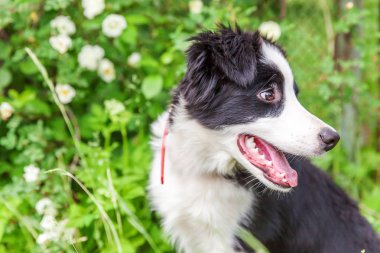 Park veya bahçe arka planda yeşil çim çim üzerinde oturan sevimli gülümseme yavru köpek sınır Collie komik açık portre