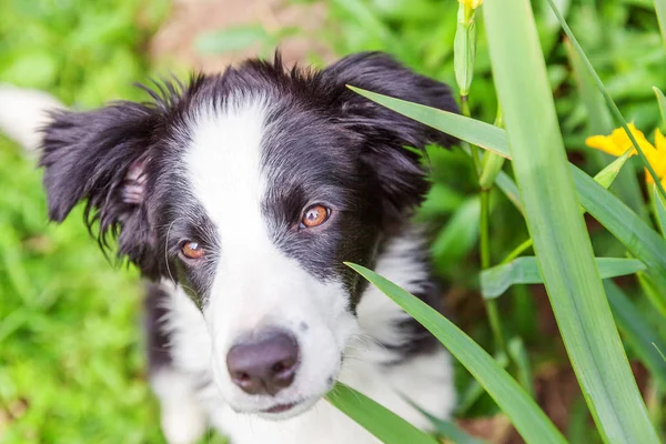 Divertente ritratto all'aperto di carino smilling cucciolo cane confine collie seduto su prato verde erba in parco o in giardino sfondo — Foto Stock