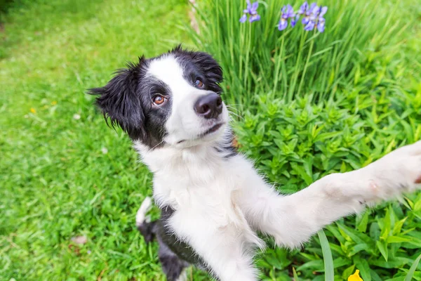 Funny Outdoor Portret van cute Smiling puppy hond Border Collie zittend op groene gras gazon in Park of tuin achtergrond — Stockfoto