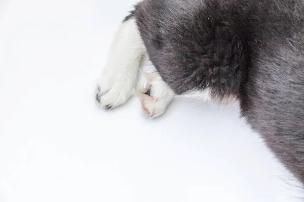 Puppy dog white paws isolated on white background