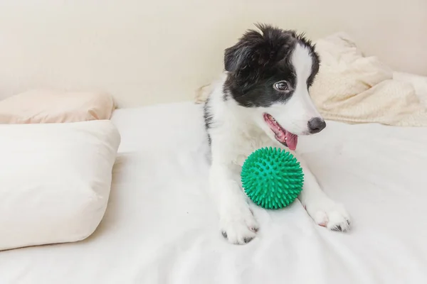 Sevimli köpek yavrusu sınır collie Komik portre yatakta yastık battaniye üzerine yatıyordu ve yeşil oyuncak topu ile oynarken — Stok fotoğraf