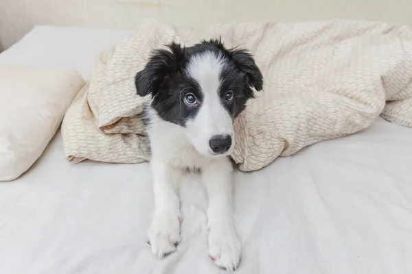 Komik şirin güleryüzlü köpek yavrusu köpek kenar kömür ocağı evde yatakta portresi — Stok fotoğraf
