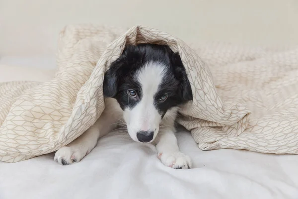 Drôle de portrait de chien chiot sentant mignon frontière collie dans le lit à la maison — Photo