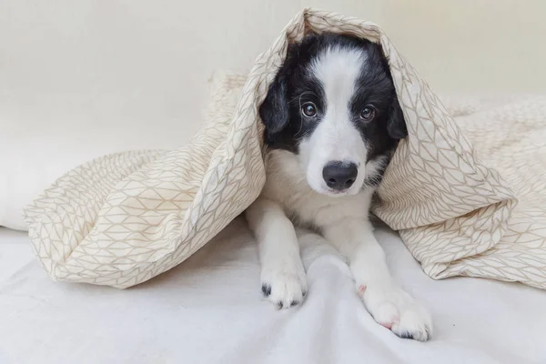 Komik şirin güleryüzlü köpek yavrusu köpek kenar kömür ocağı evde yatakta portresi — Stok fotoğraf