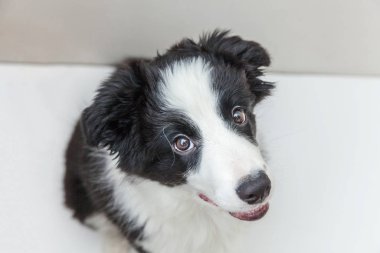 Beyaz arka plan üzerinde izole sevimli smilling köpek yavrusu sınır collie Komik stüdyo portresi. Evcil hayvan bakımı ve hayvan konsepti