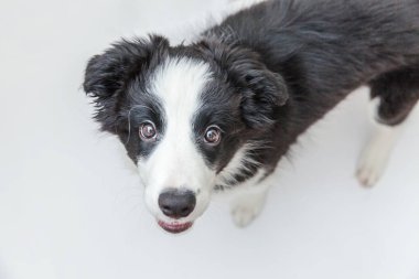 Beyaz arka plan üzerinde izole sevimli smilling köpek yavrusu sınır collie Komik stüdyo portresi. Evcil hayvan bakımı ve hayvan konsepti