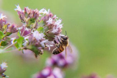 Bal arı sarı polen içecek nektar ile kaplıdır, pembe çiçek pollinating. Böceklerin hayatı. Makro yakın çekim