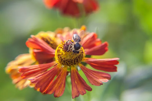 Honey Bee täckt med gula pollen dricka nektar, pollinerande apelsinblomma. Livet av insekter. Makro närbild — Stockfoto