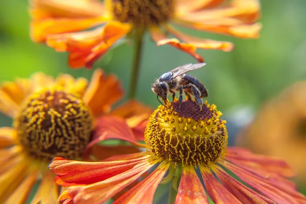 Bal arı sarı polen içecek nektar ile kaplıdır, turuncu çiçek pollinating. Böceklerin hayatı. Makro yakın çekim — Stok fotoğraf