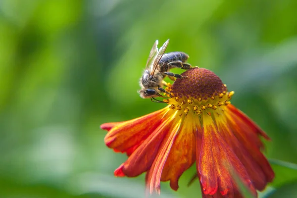 Медовая пчела, покрытая желтой пыльцой, пьет нектар, опыляя оранжевый цветок. Жизнь насекомых. Макро крупным планом — стоковое фото