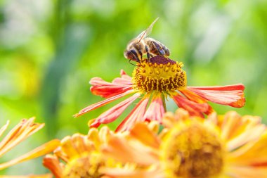 Bal arı sarı polen içecek nektar ile kaplıdır, turuncu çiçek pollinating. Böceklerin hayatı. Makro yakın çekim