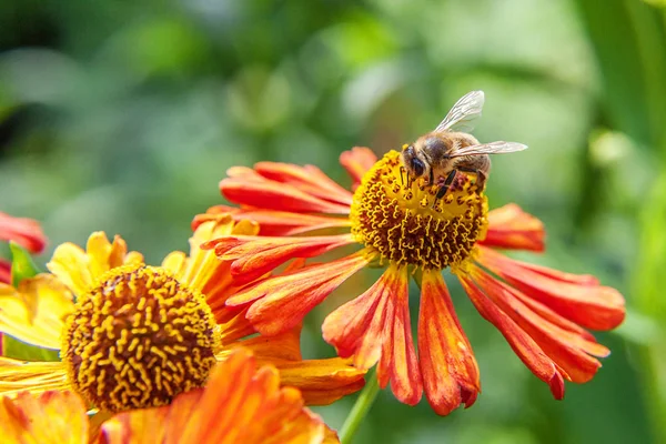 蜜蜂覆盖着黄色花粉饮料花蜜,授粉橙花。昆虫的生活。宏特写 — 图库照片